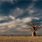 Baobab