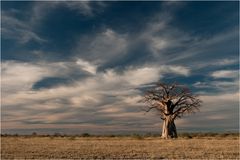 Baobab