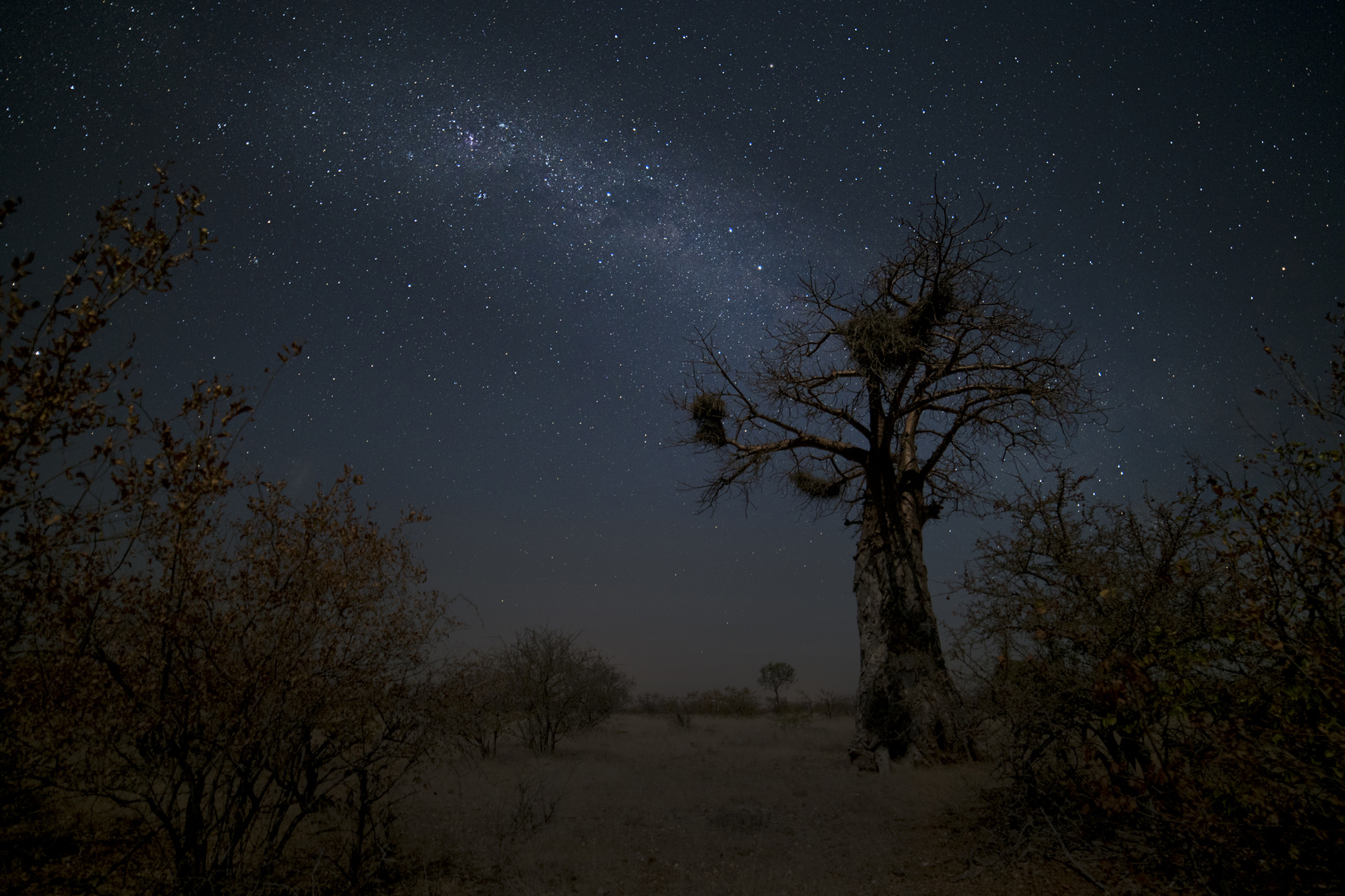 Baobab