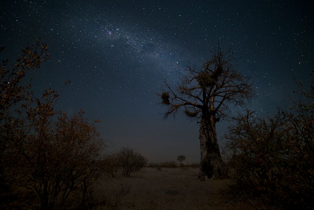 Baobab