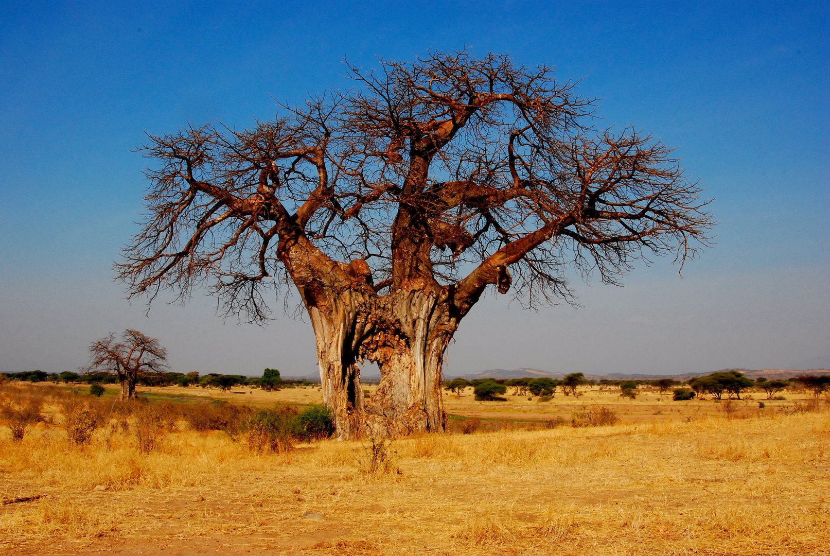 Baobab