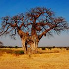 Baobab