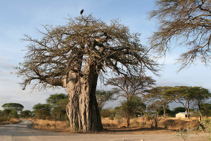 baobab