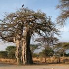 baobab