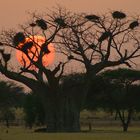 Baobab