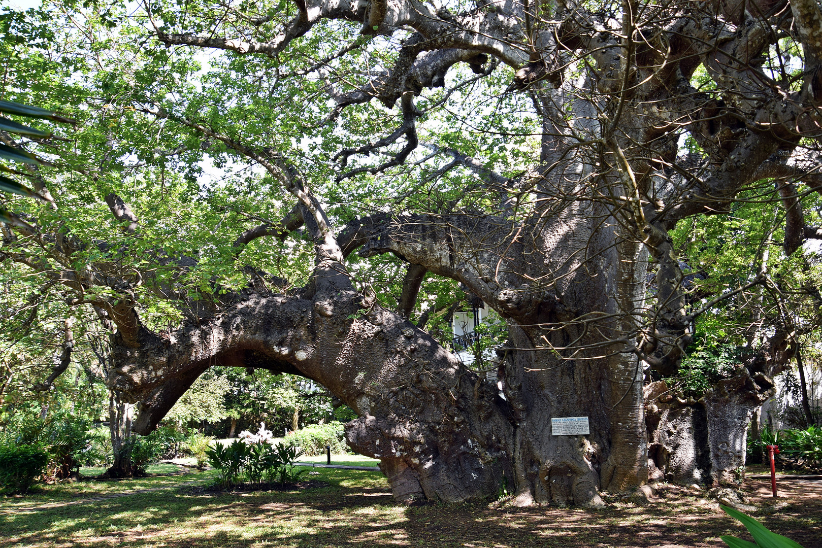 Baobab