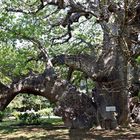 Baobab