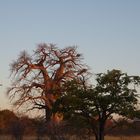 BAOBAB