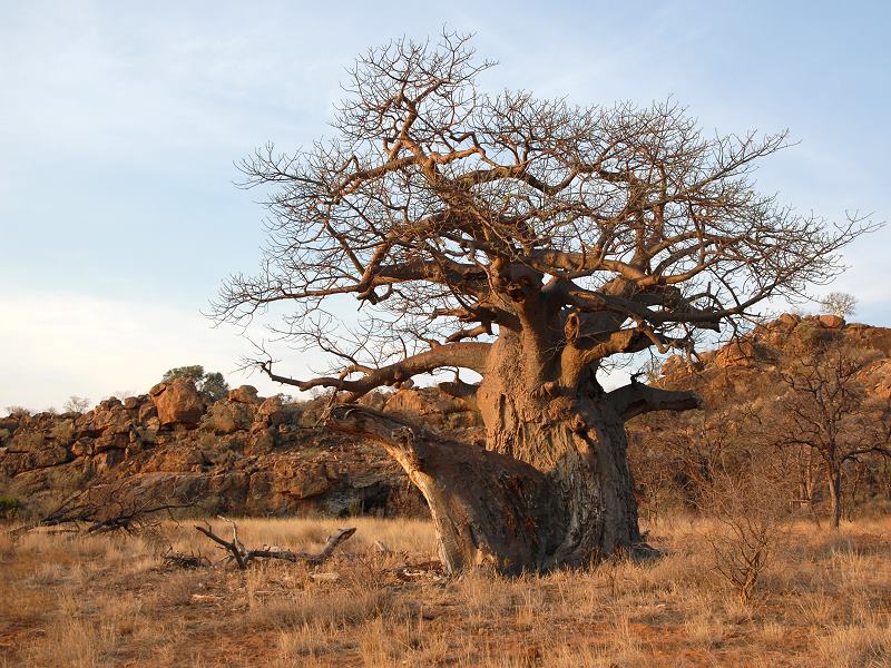 Baobab