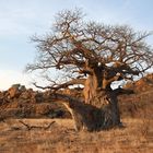 Baobab