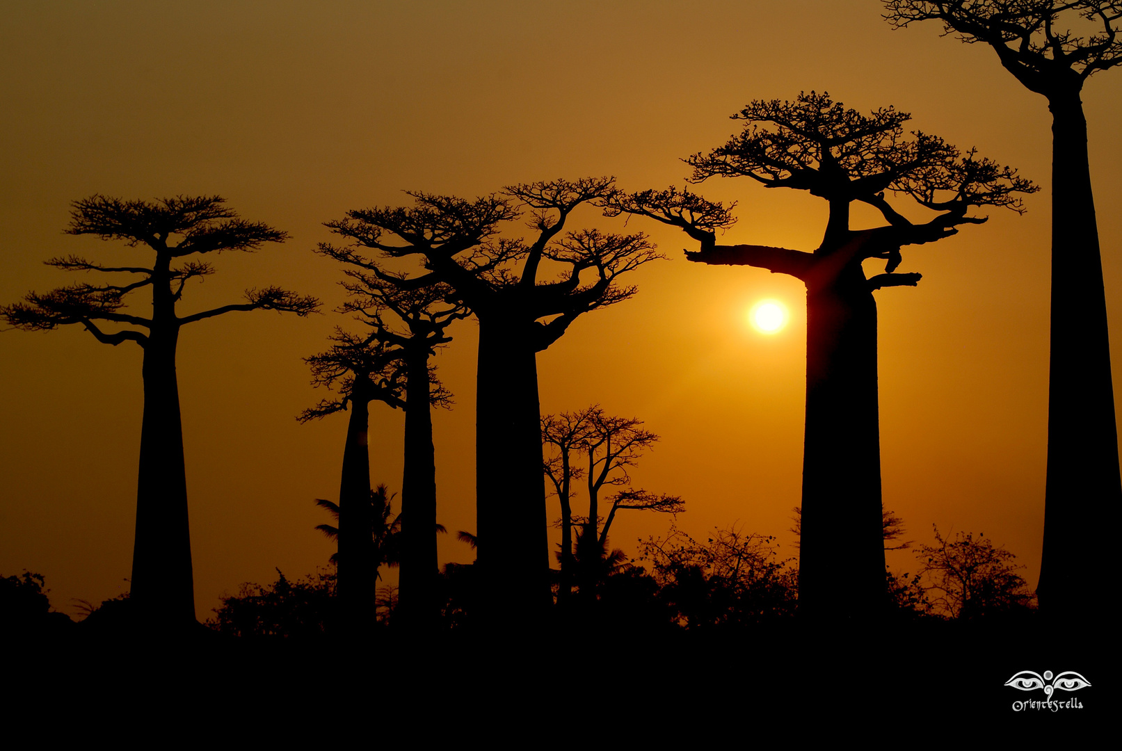 Baobab