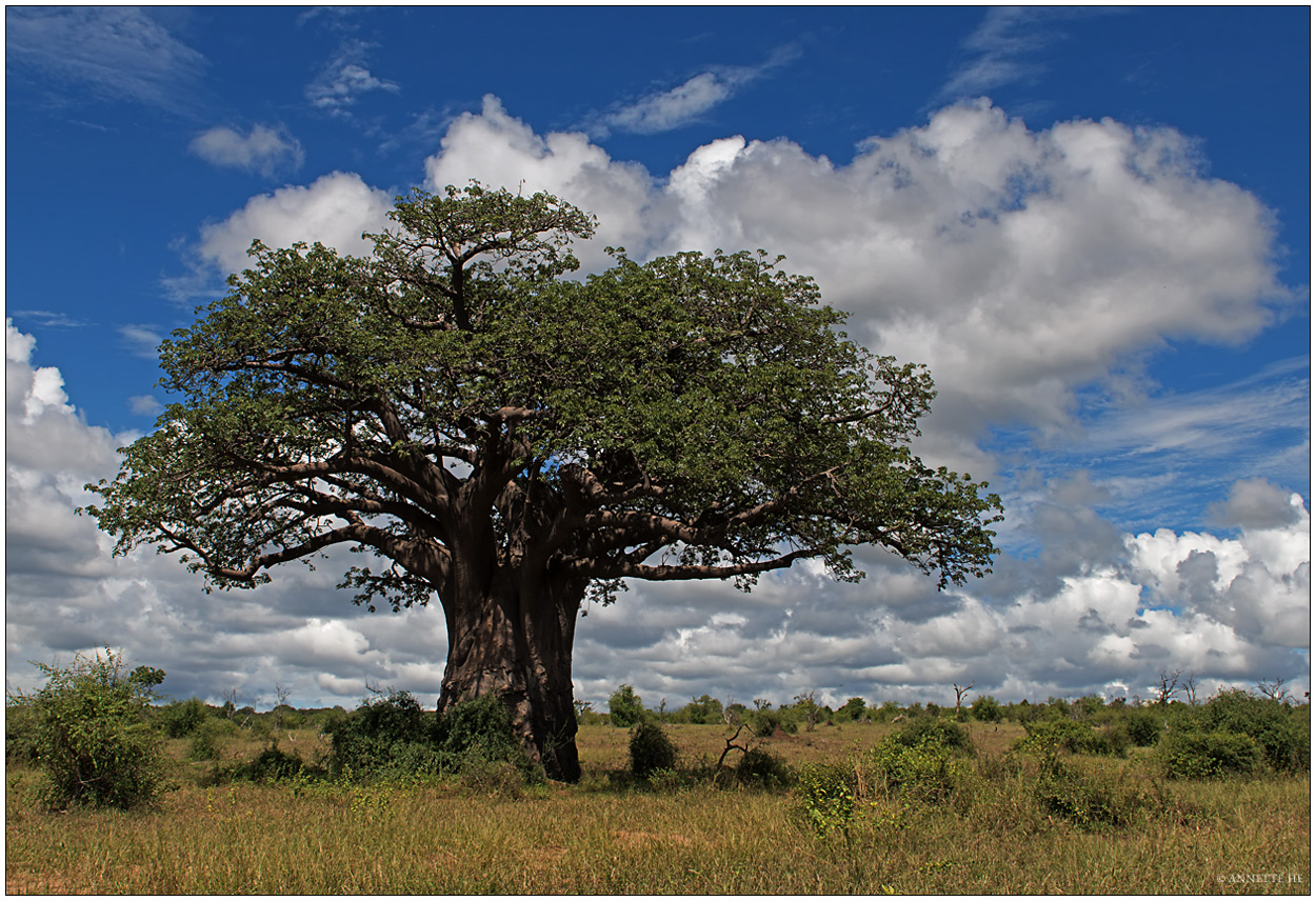 Baobab