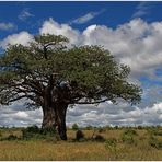 Baobab