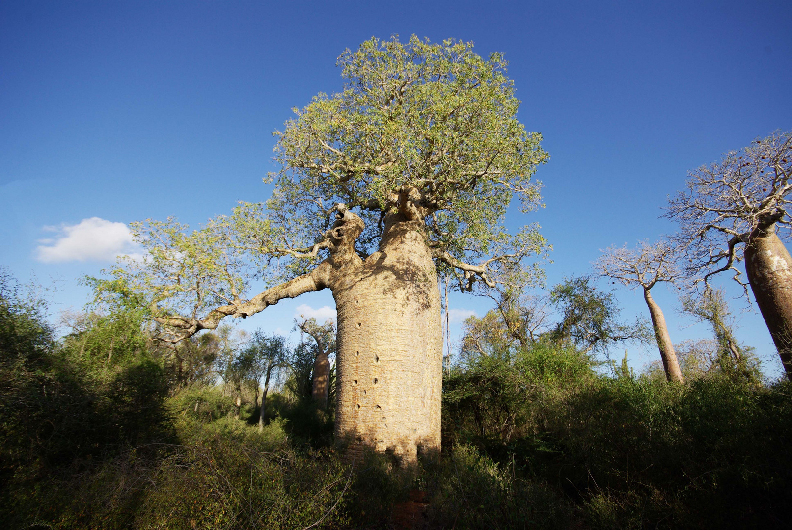 Baobab