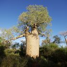 Baobab