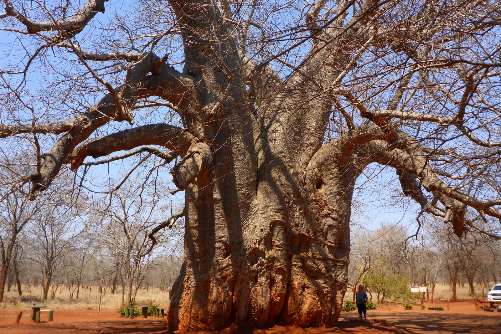 Baobab