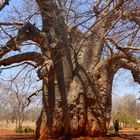 Baobab