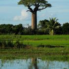 Baobab..