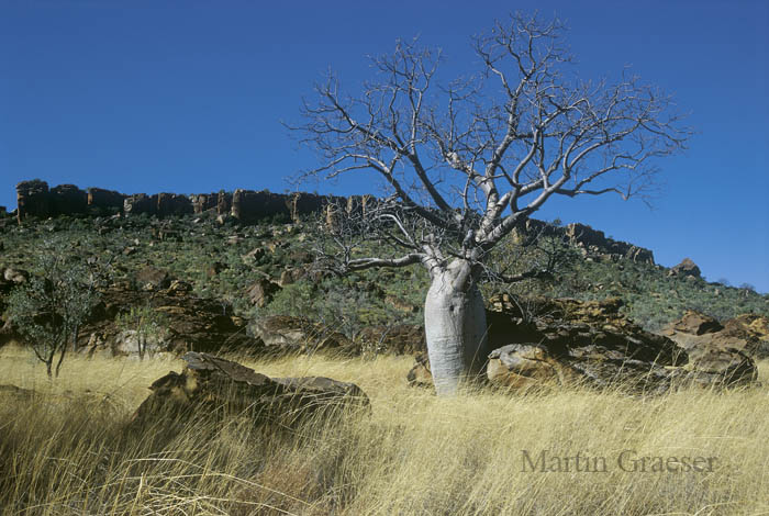 Baobab