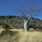 Baobab