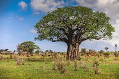 Baobab