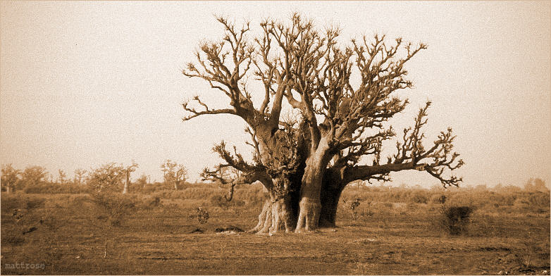 Baobab ...