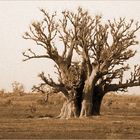 Baobab ...