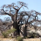 Baobab