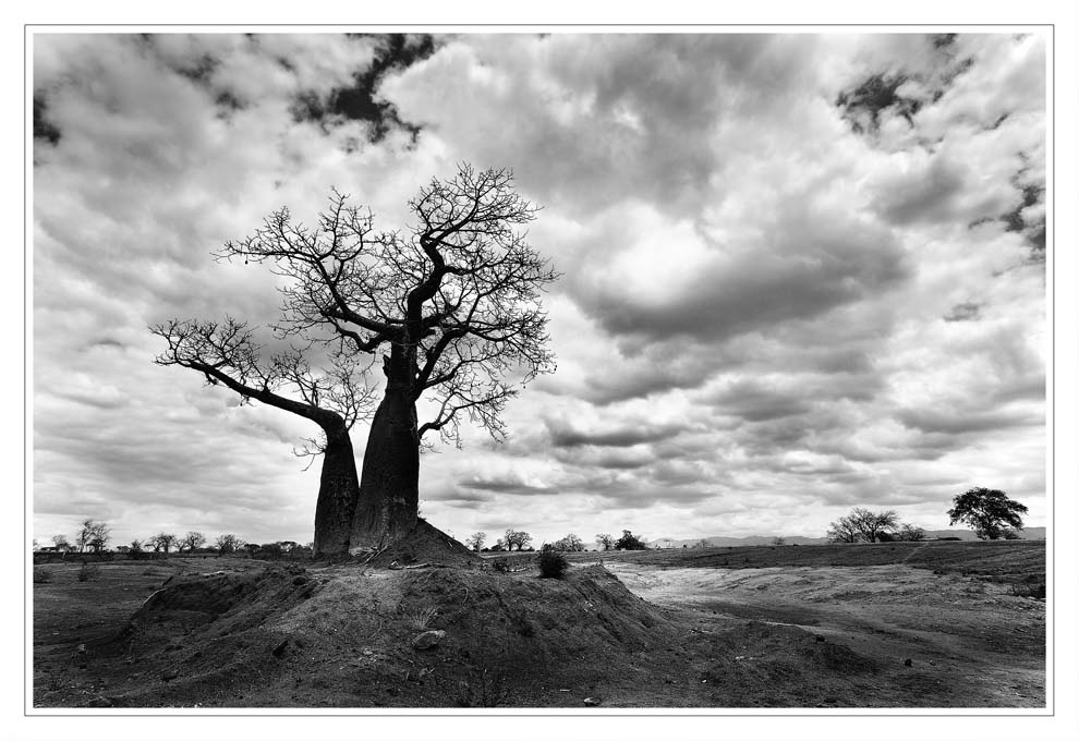 [ baobab ]