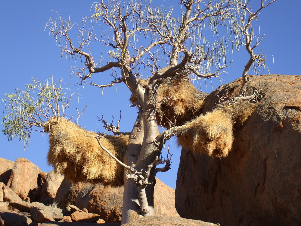 Baobab