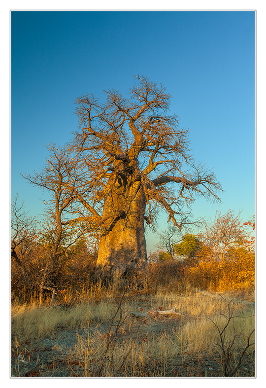 Baobab (Affenbrotbaum)