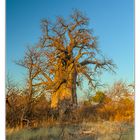 Baobab (Affenbrotbaum)