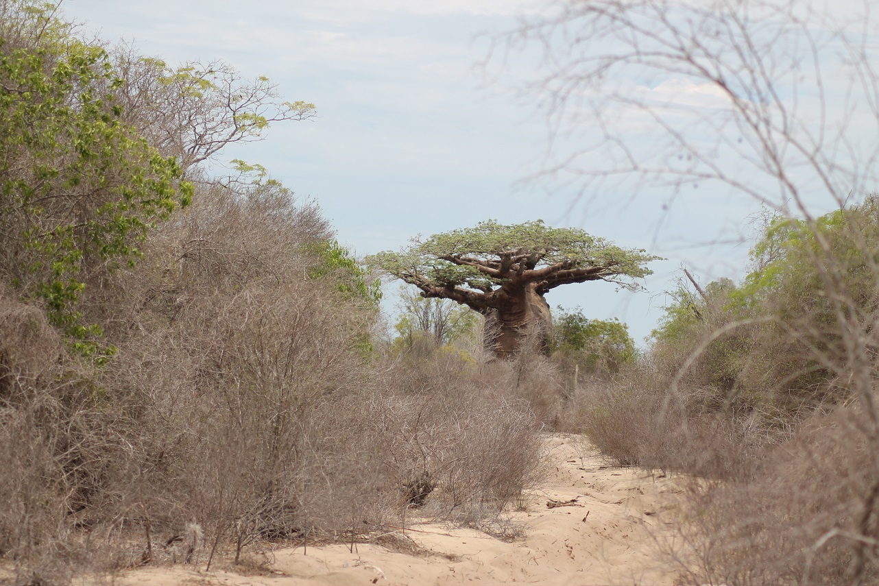 Baobab Affenbrotbaum