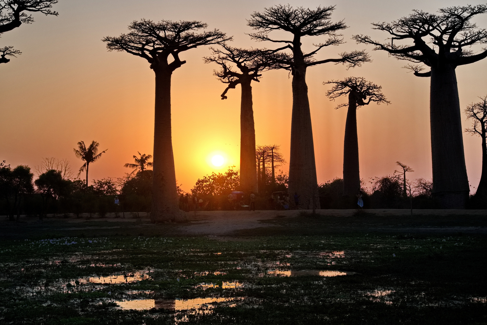 Baobab Allee