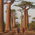 Baobab Allee 4