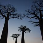 Baobab Allee 6