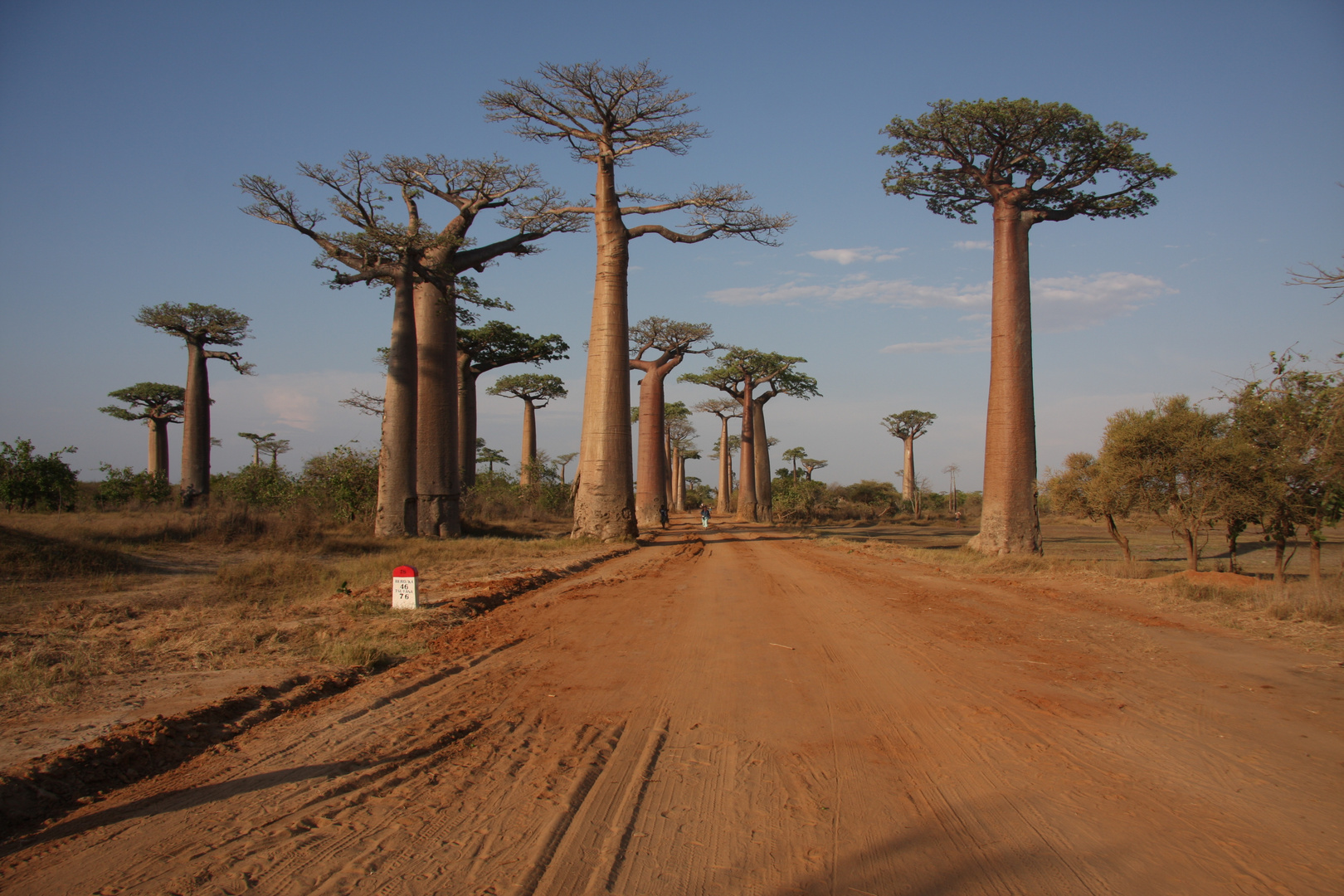 Baobab Allee