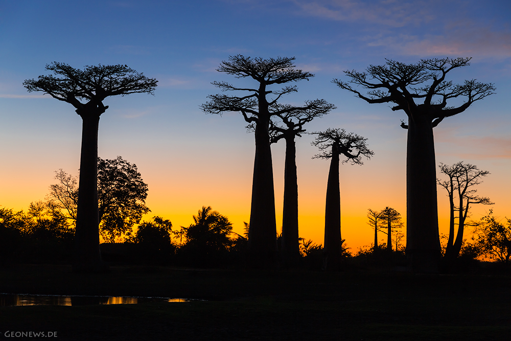 Baobab - Allee