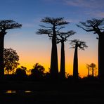 Baobab - Allee