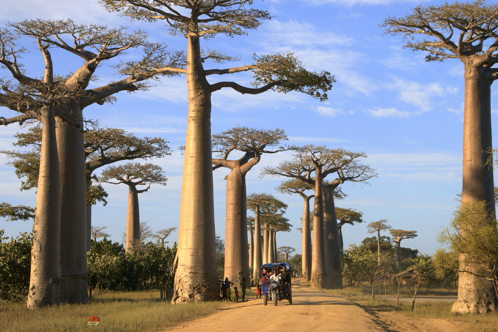 Baobab- Allee bei Morondava