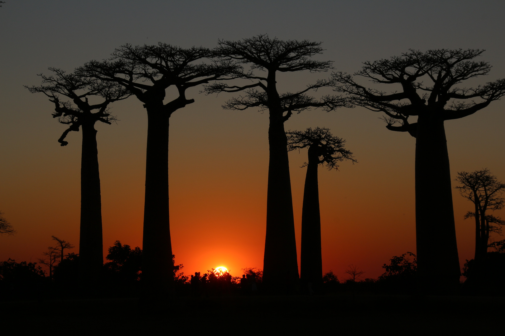 Baobab Allee bei Morondava auf Madagaskar