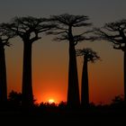 Baobab Allee bei Morondava auf Madagaskar