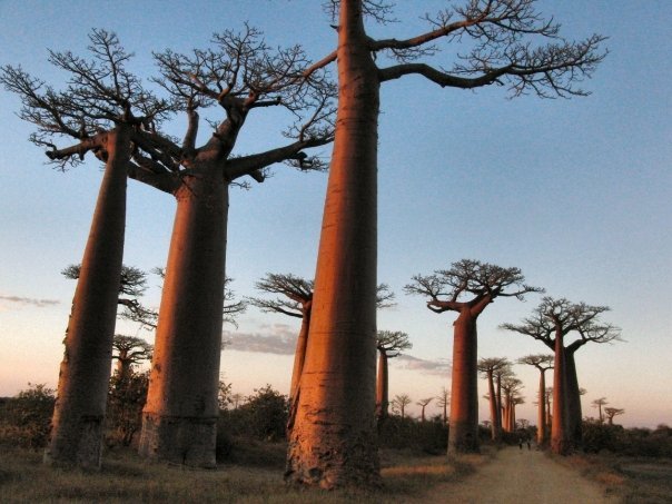 Baobab Allee