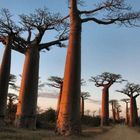 Baobab Allee