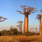 Baobab Allee in der Nähe von Morondava auf Madagaskar