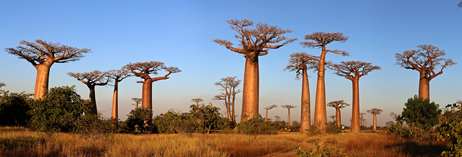 Baobab Allee in der Nähe von Morondava auf Madagaskar