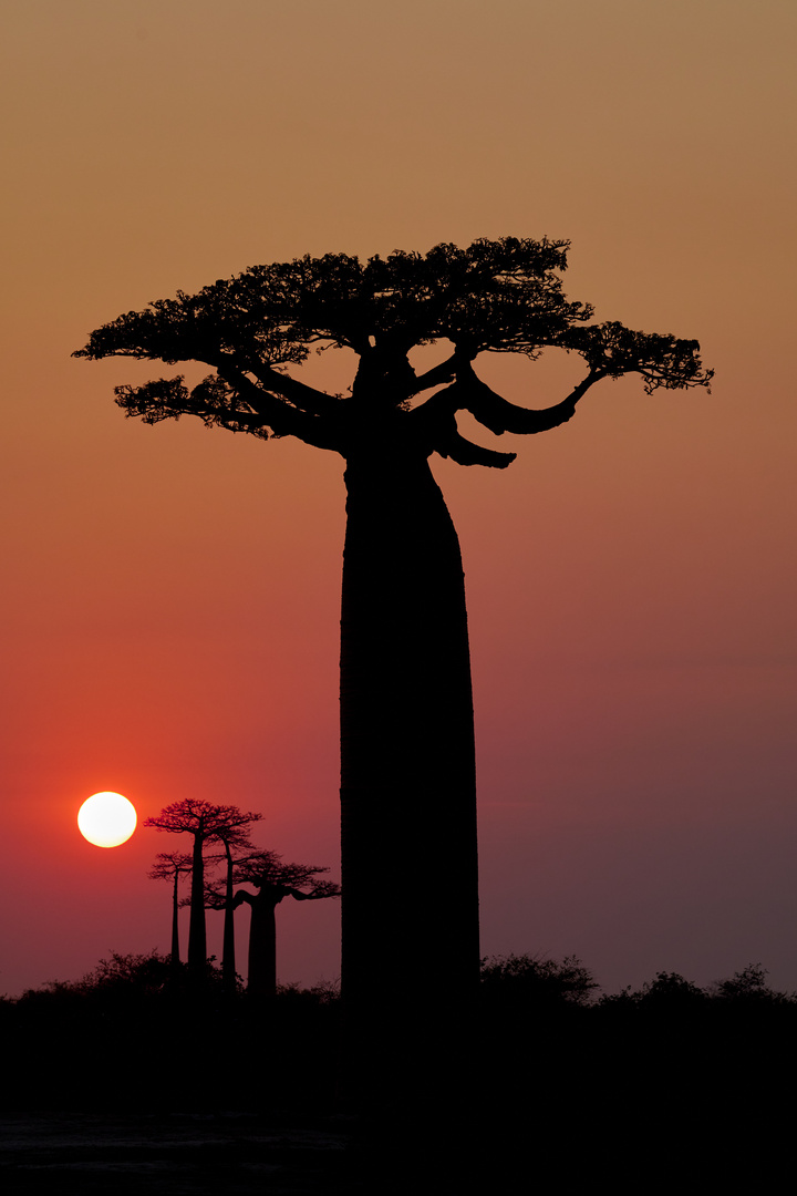 Baobab Allee - Madagaskar