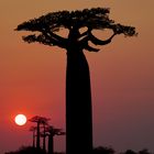 Baobab Allee - Madagaskar