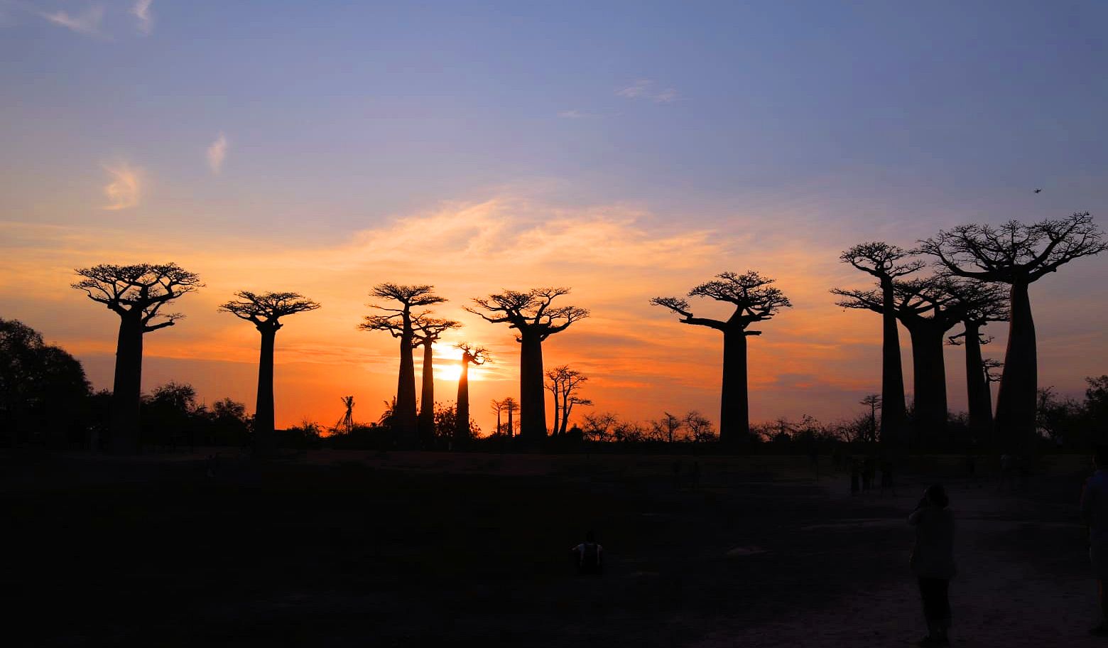 Baobab-Allee Madagaskar