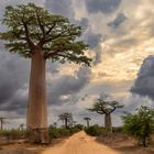 Baobab Allee - Morondava
